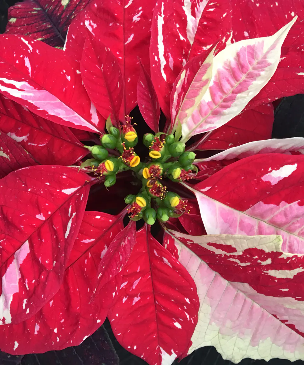 Novelty Colored Poinsettia Plant: Unusual Poinsettia Colors