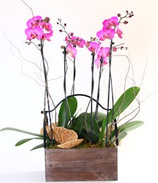 Luxury Orchid Display