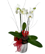 St Valentine’s Orchid