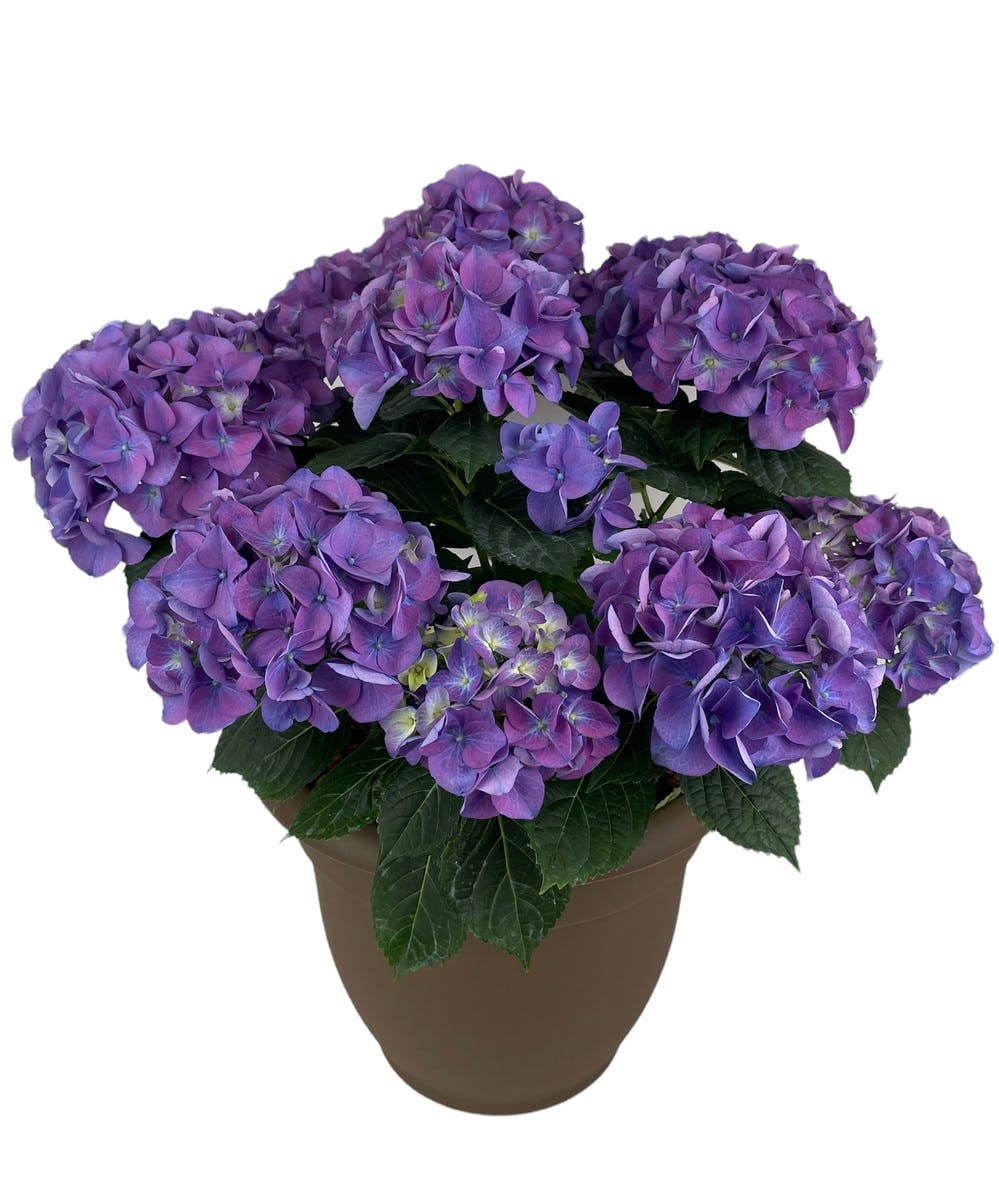 Blue Hydrangea Plant 