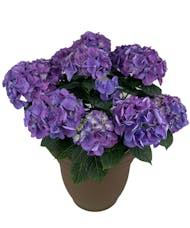 Blue/Purple  Hydrangea Plant