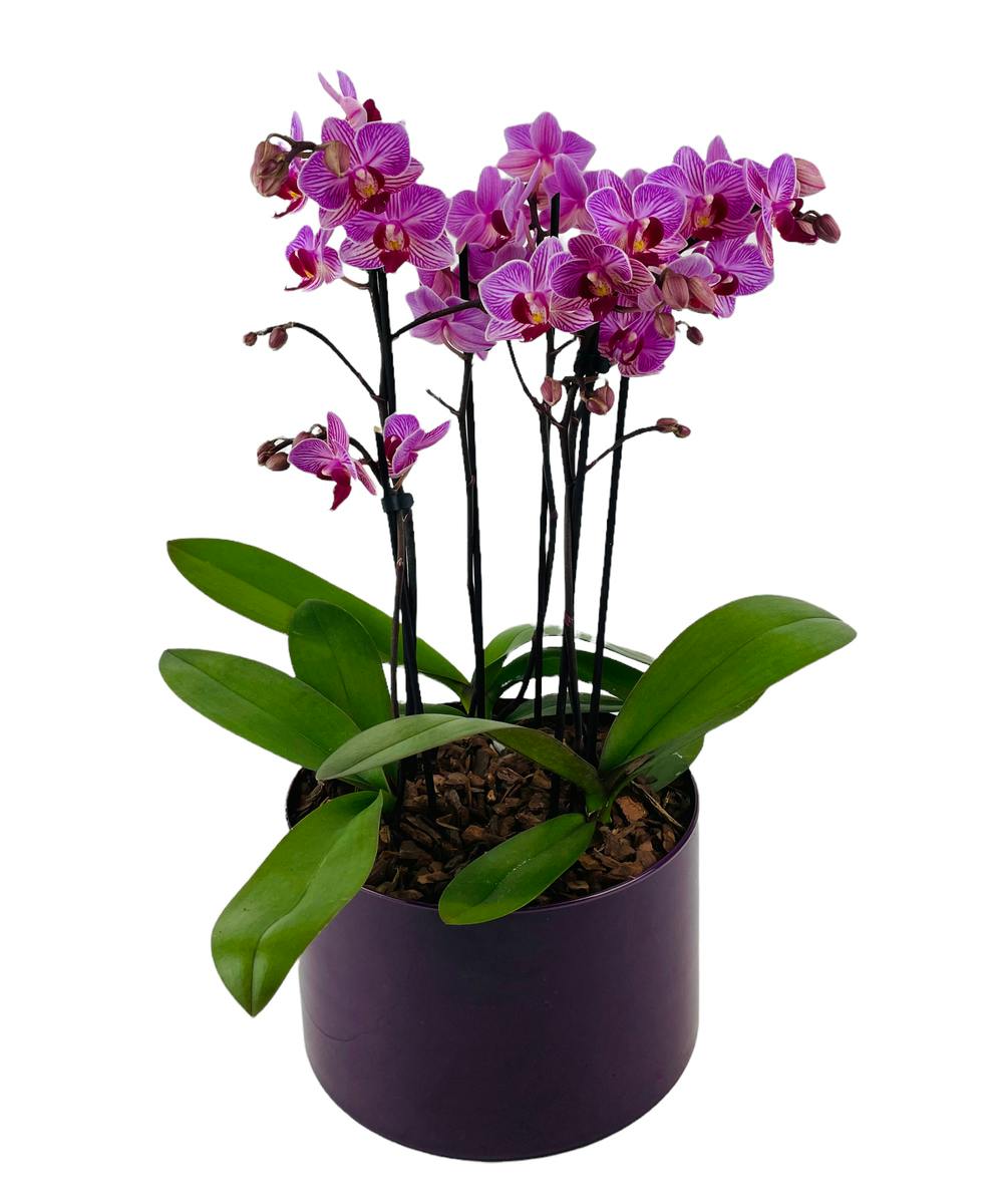 Piccola Planter (Orchids) | Kittelberger Florist Rochester