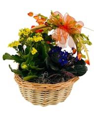 Autumn Plant Basket