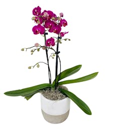 Mod Orchid
