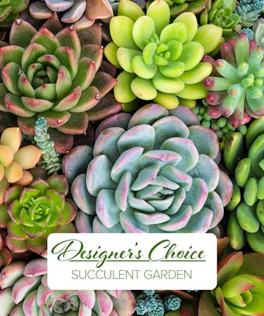 Designer's Choice Succulent Garden | Rochester (NY) Plant Delivery |  Kittelberger Florist