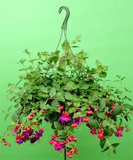 Fuchsia Hanging Plant