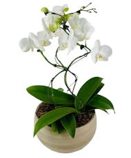Artistica Hurricane Orchid